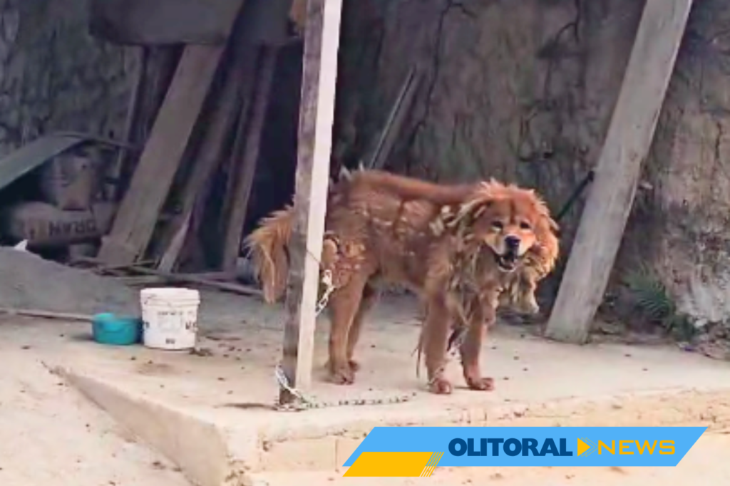 Polícia prende homem por maus-tratos aos animais em Viana