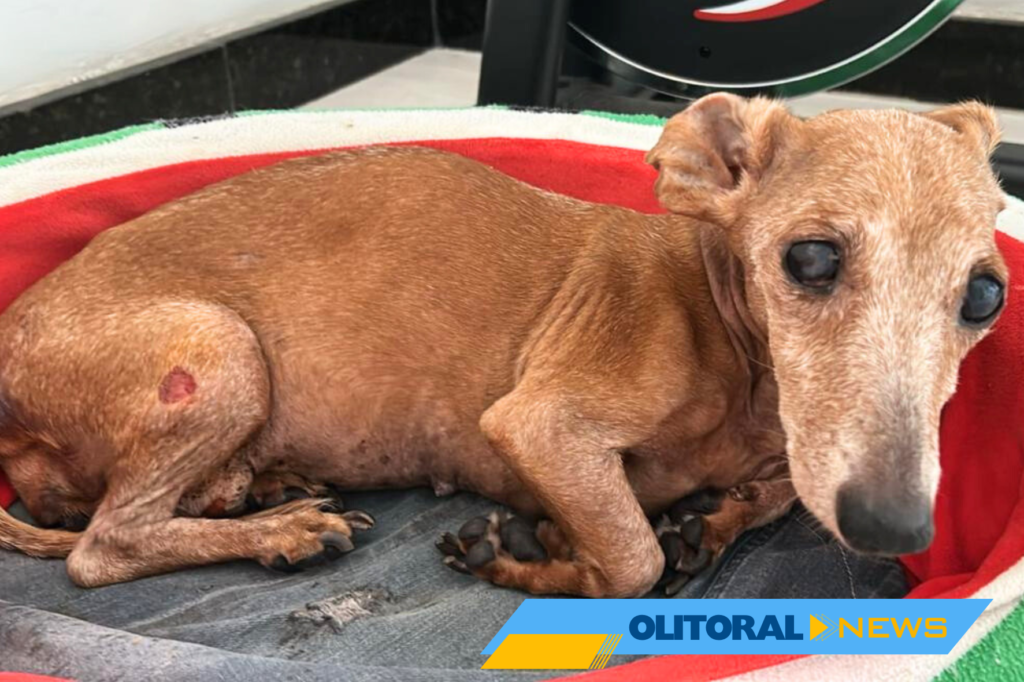 Cadelinha idosa é resgatada em Itapemirim e precisa de um lar