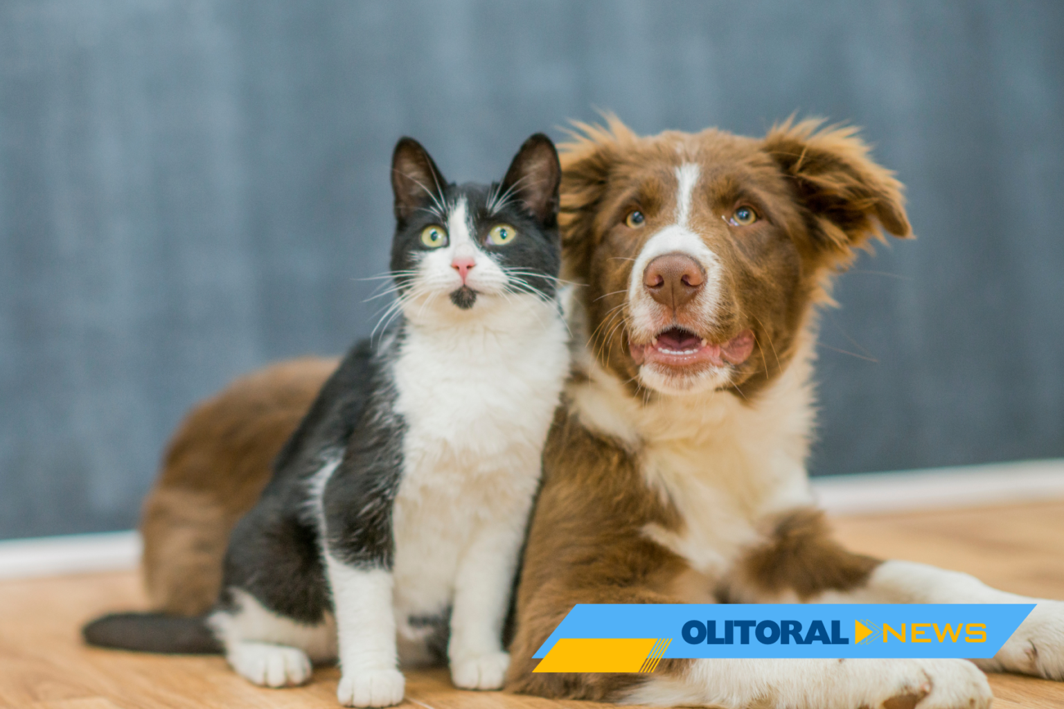 Itapemirim abre cadastro para protetores de animais