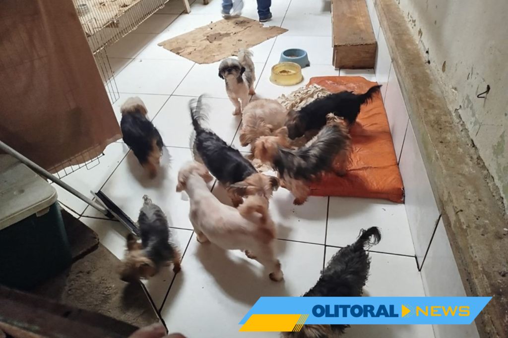 Ação conjunta resgata 80 cães em situação de maus-tratos em Cariacica