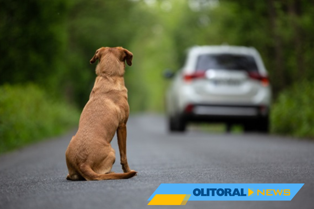 Motorista que abandonar animais poderá ter CNH suspensa
