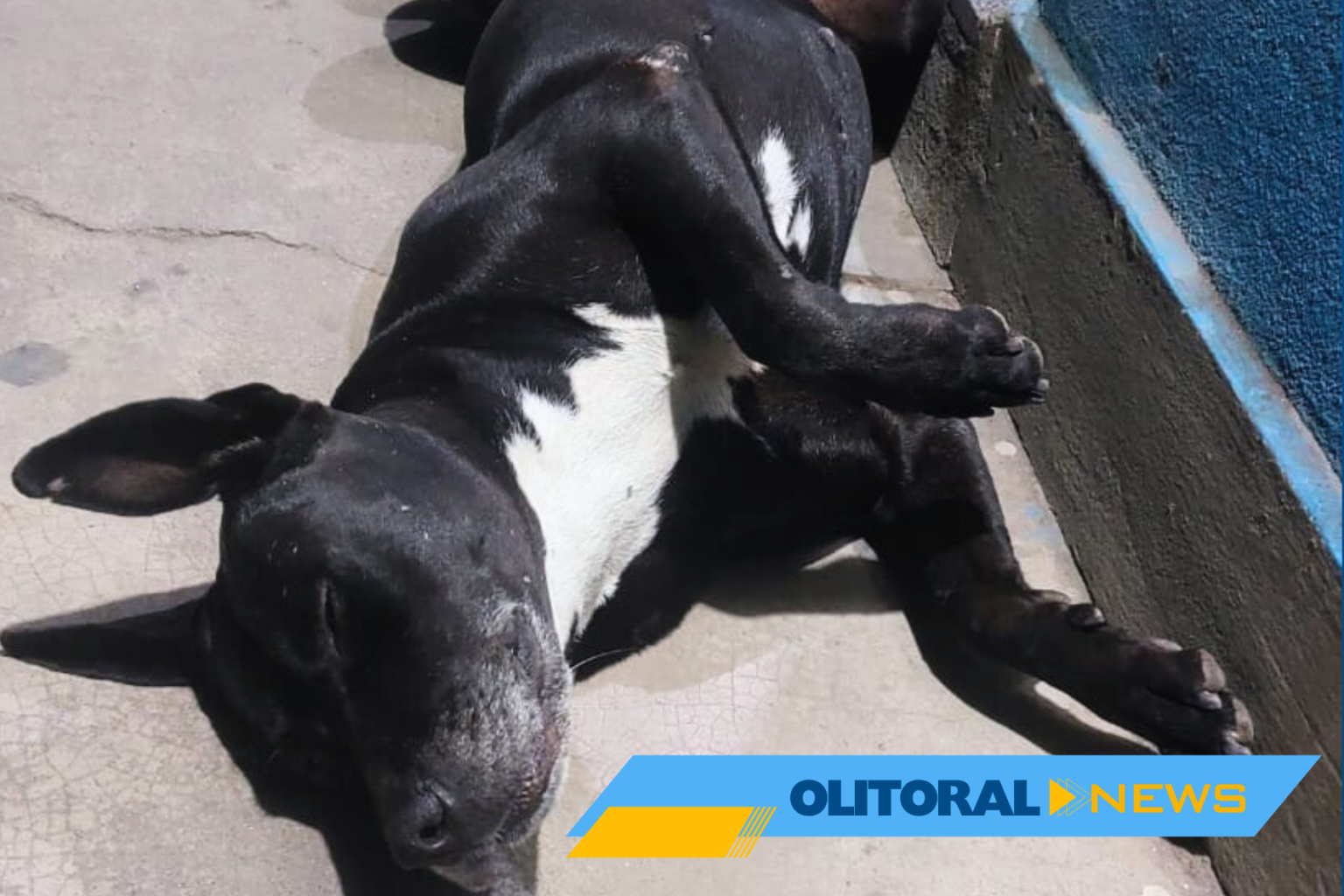 Cadela que vivia em pátio de empresa desaparece em Marataízes e causa comoção nas Redes Sociais