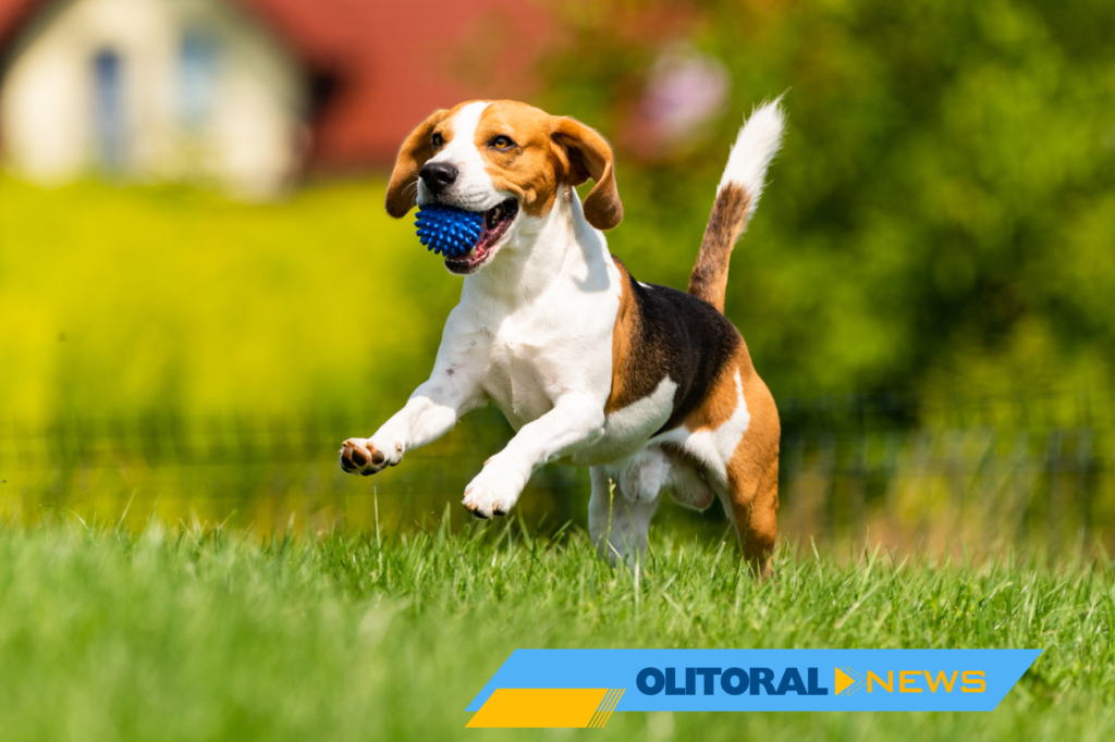 Cachoeiro recebe a 1ª edição da PetXpo com programação para toda a família e seus pets 🐾