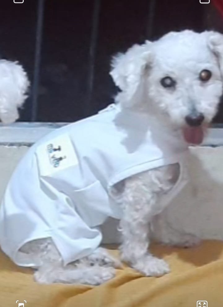 Tutora oferece R$ 1000 reais em recompensa por cadela desaparecida em Marataízes