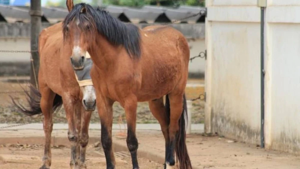 Prefeitura intensifica ações de apreensão de animais soltos em vias públicas
