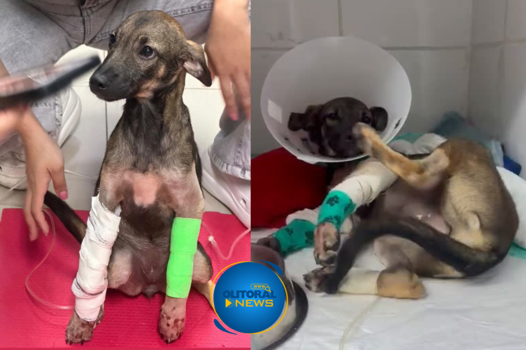 Cadelinha atropelada em Marataízes é socorrida por protetores e segue internada em Hospital Veterinário em Vila Velha