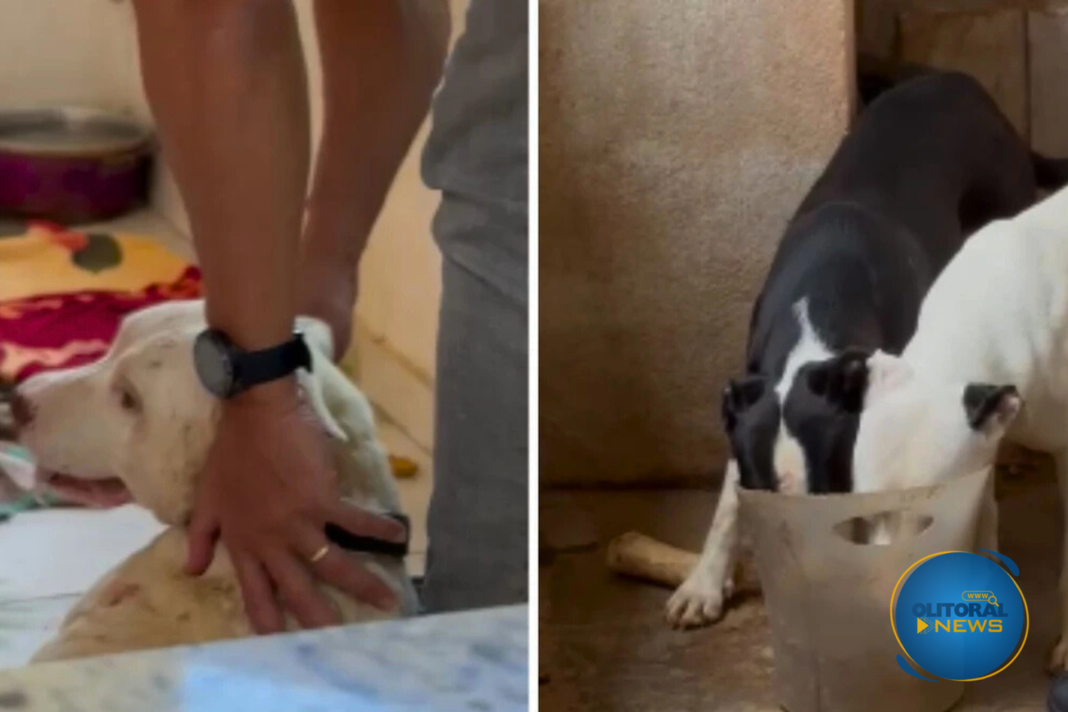 Homem é preso durante operação contra maus-tratos a animais em Cachoeiro