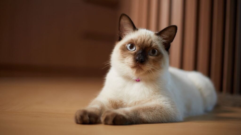 Estudo sugere que ter um gato em casa não piora quadro de asma em crianças
